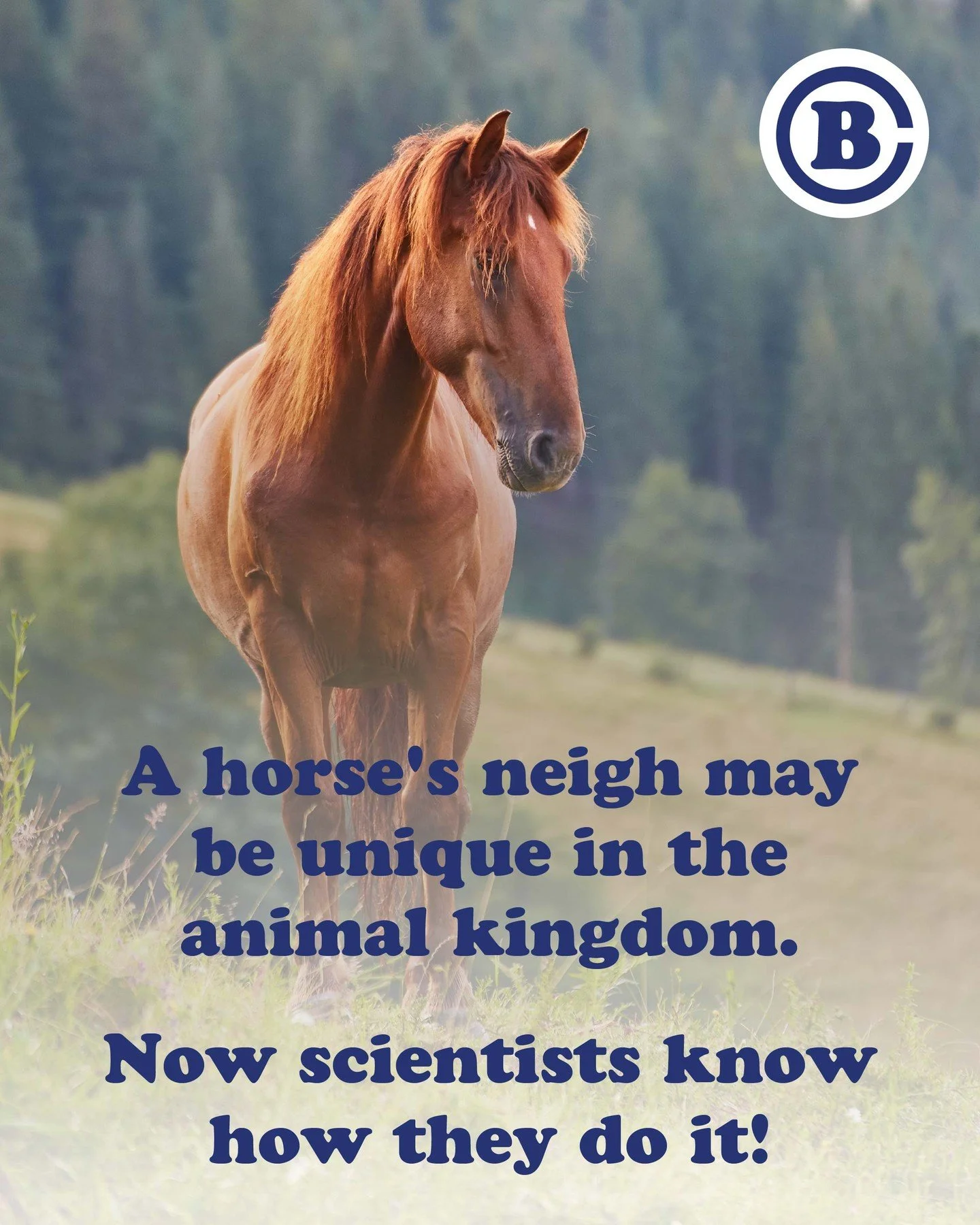 Horses have a tiny secret behind those dramatic whinnies: they&rsquo;re actually whistling!

The deep rumble comes from vibrating tissues in the voice box, but that bright, high note slips through a little tightened opening above it&mdash;like a buil