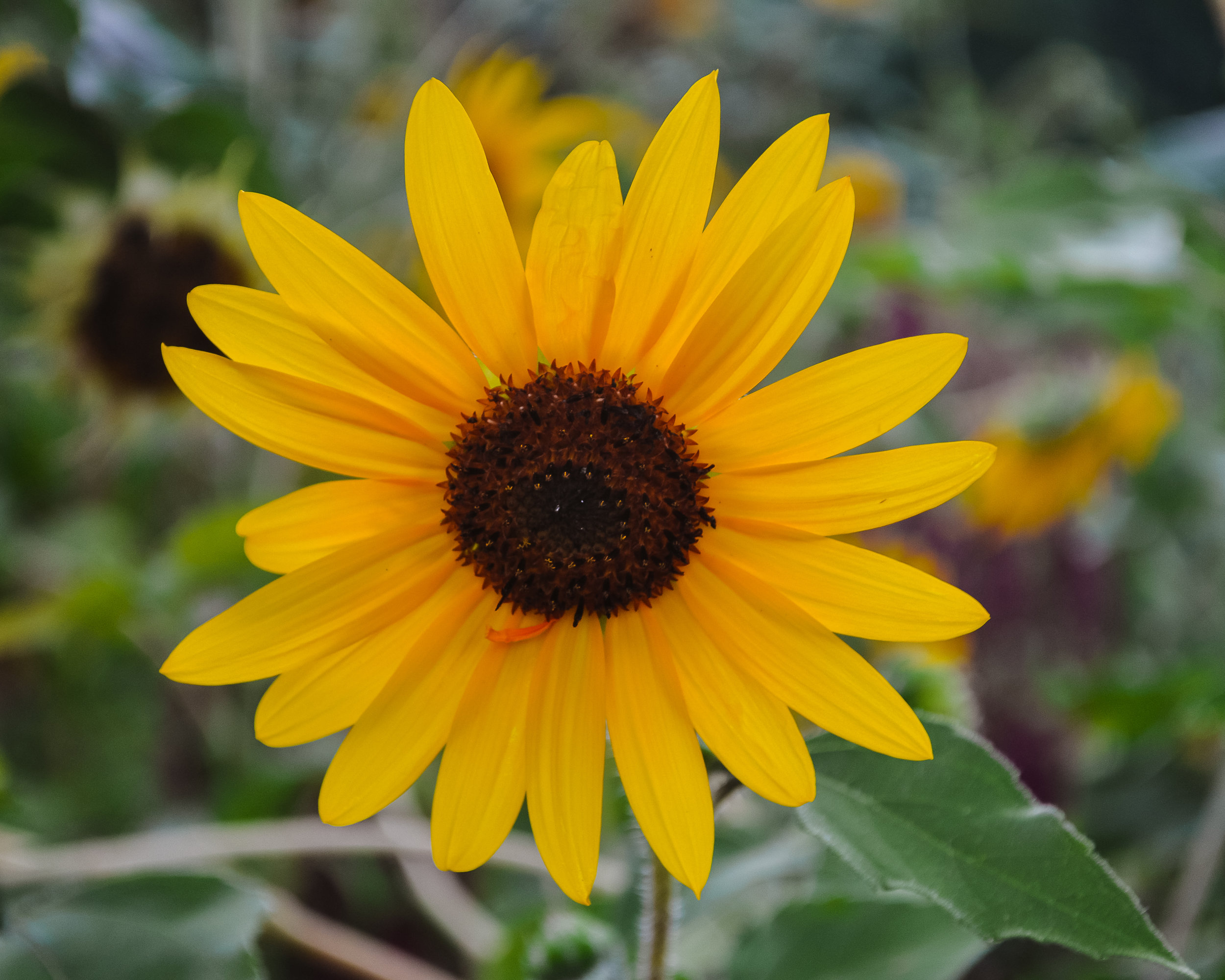 DSC_1600.jpg