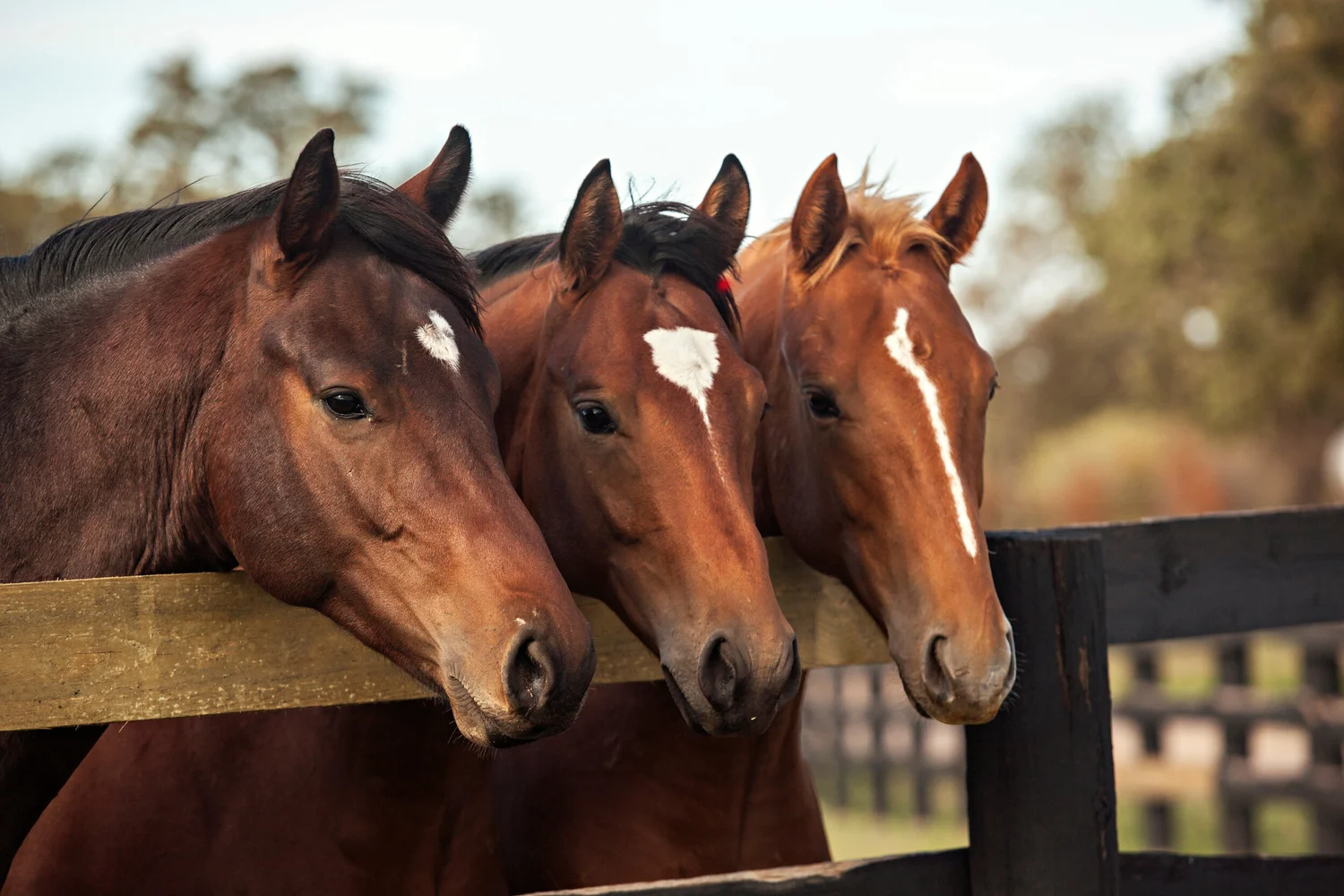 Horses and the Law: Buying and Selling Your Horses — TryonEquineLaw.com