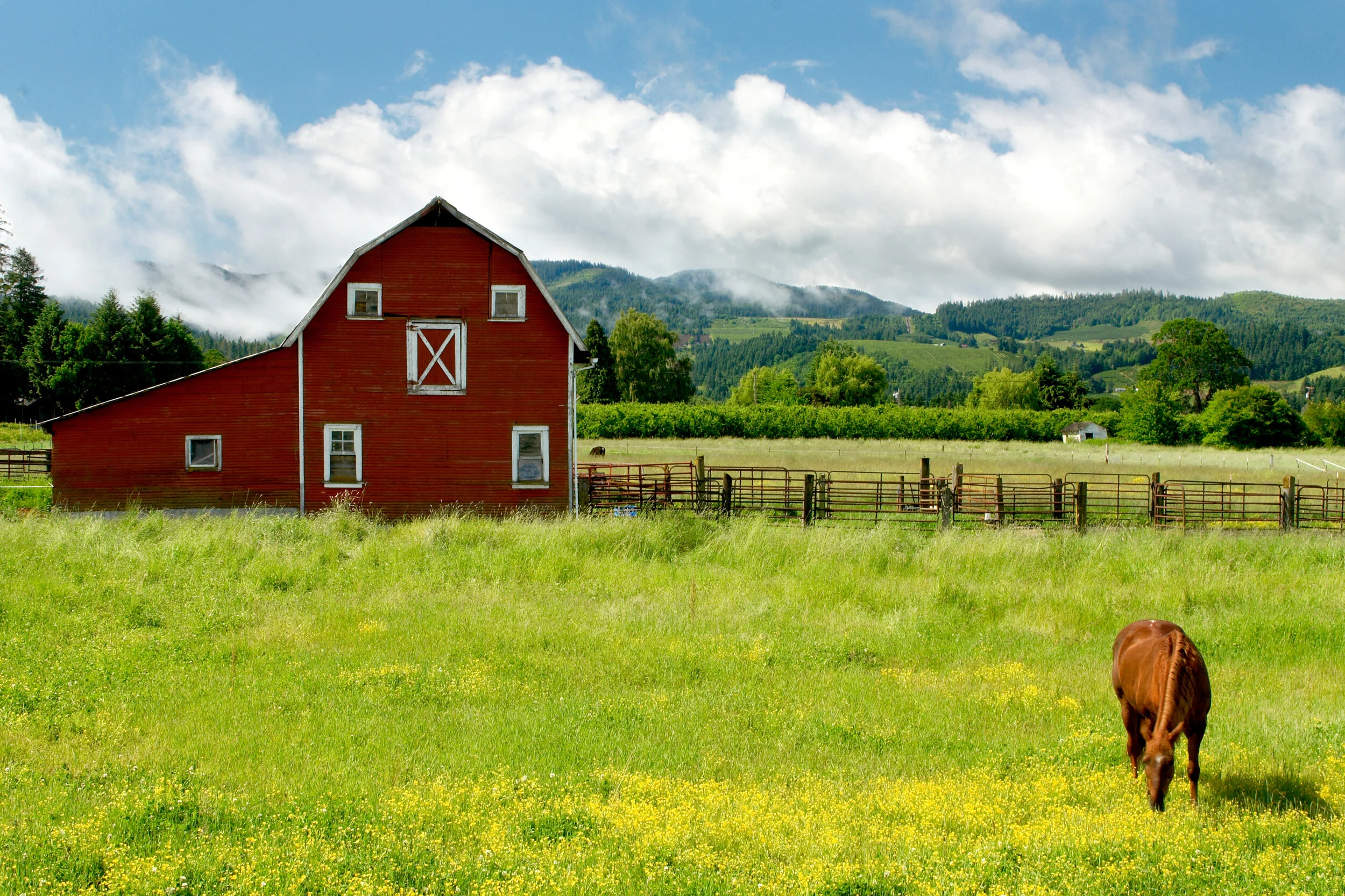 SC Bar Webcast: Lions, Tigers, and Bears - Oh My!