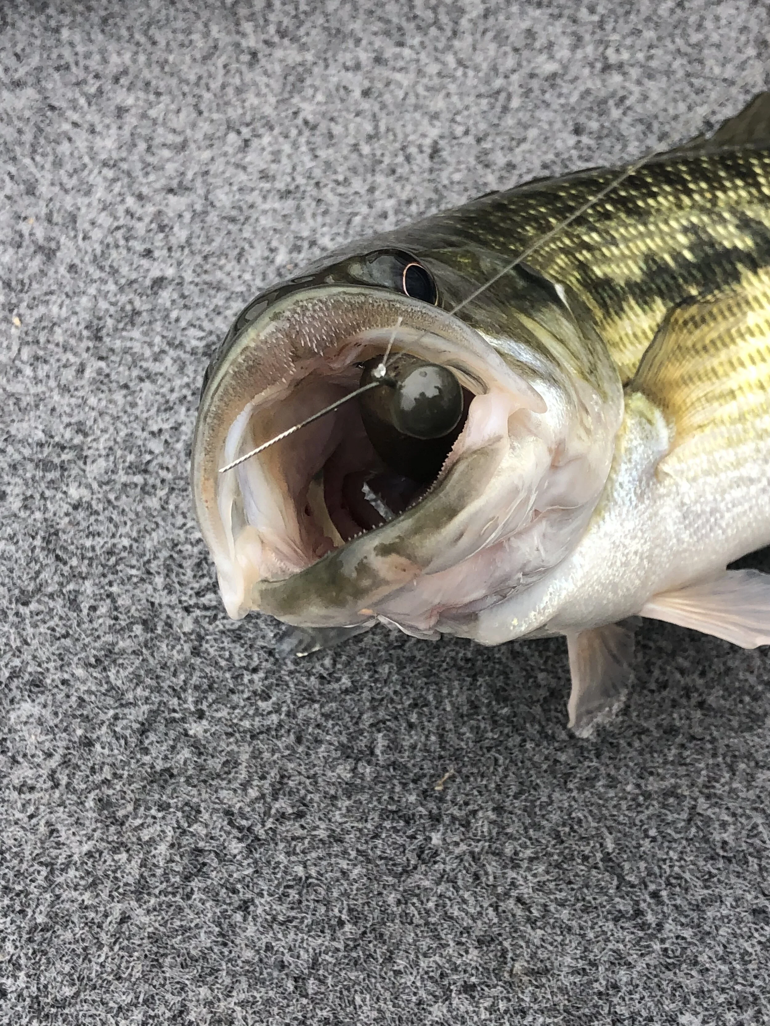 Ned Head Jig — Dave's Tournament Tackle