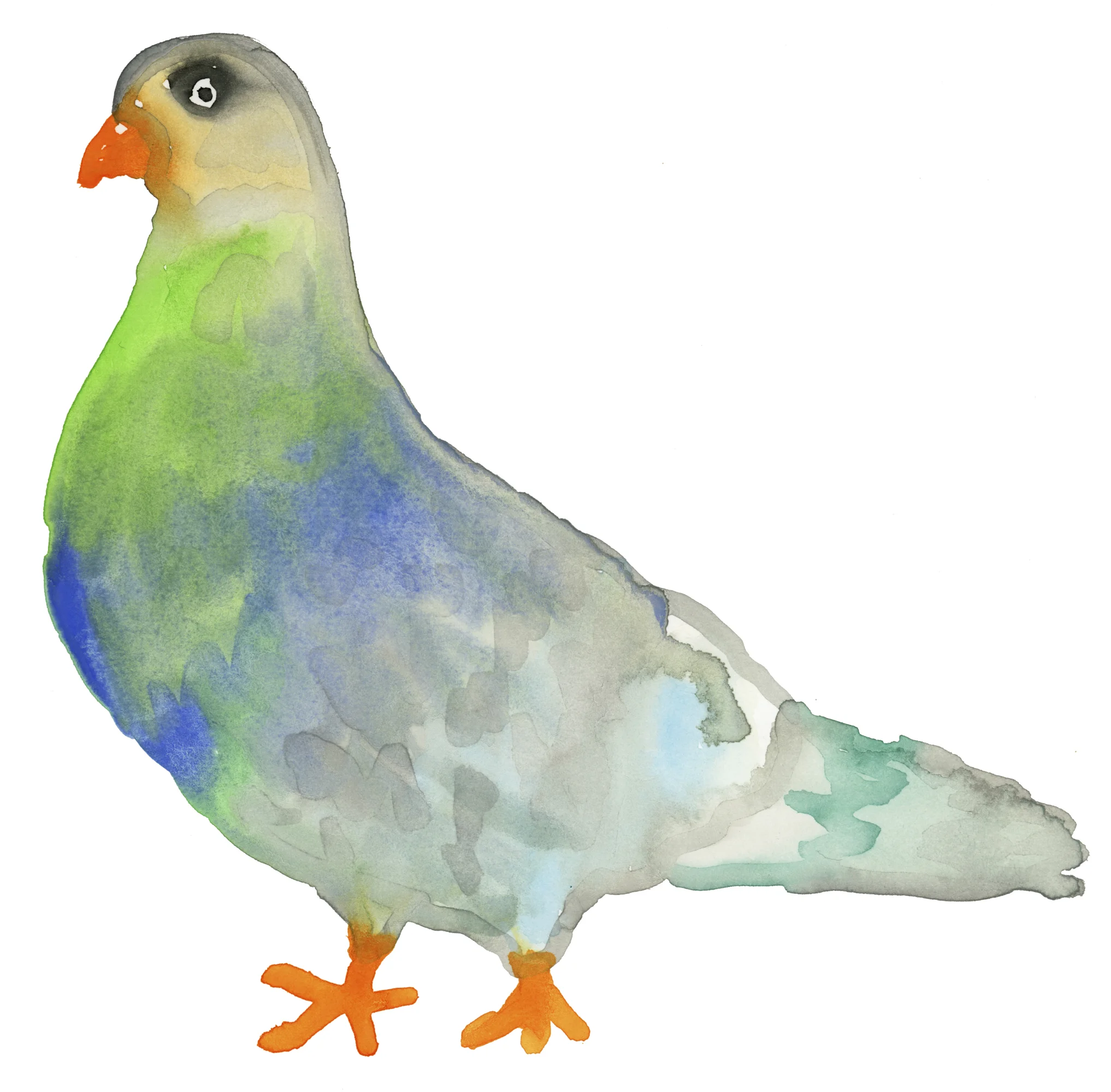 Pigeon.jpg