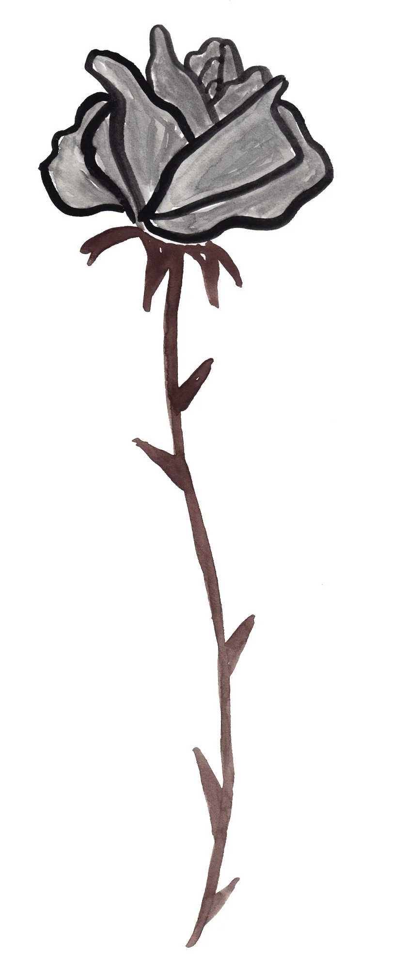 blackrose1.jpg