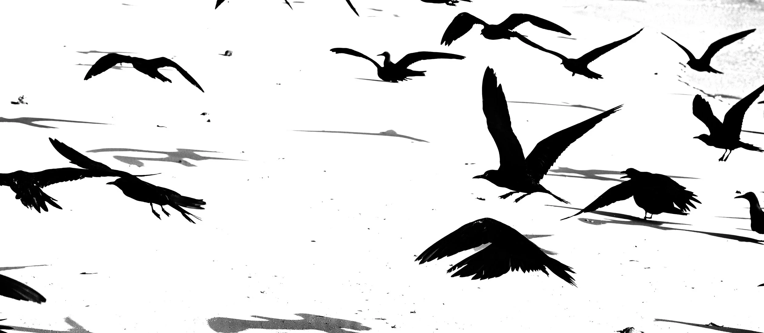 PZ6_4731 Kopie3SQ.jpg