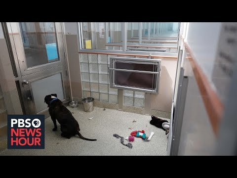 Animal shelters struggle as many pets adopted during pandemic are returned. Pitched, filmed and produced by Dorothy Hastings