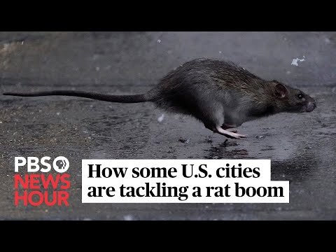 Rats are on the rise. Here's what cities are doing about it. Pitched, filmed and produced by Dorothy Hastings