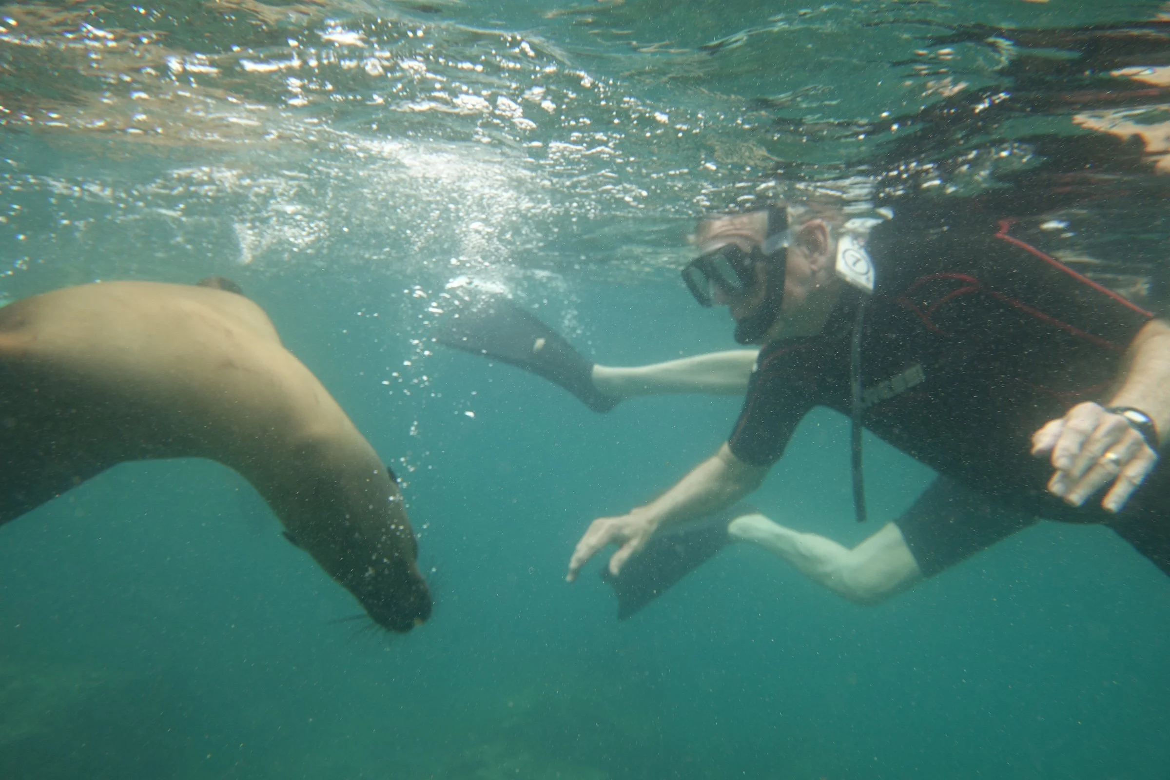 Swimming with the seals- Galapagos 22.JPG