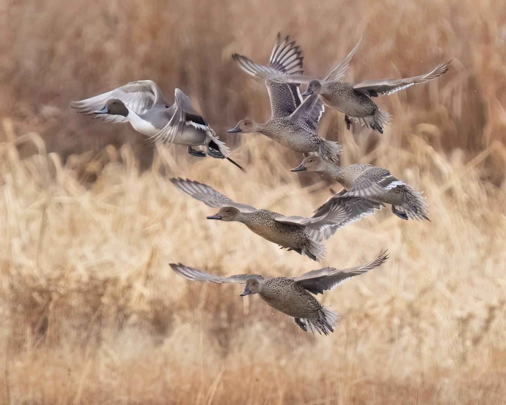 Bombay Hook NWR 121724-79-Edit.jpg