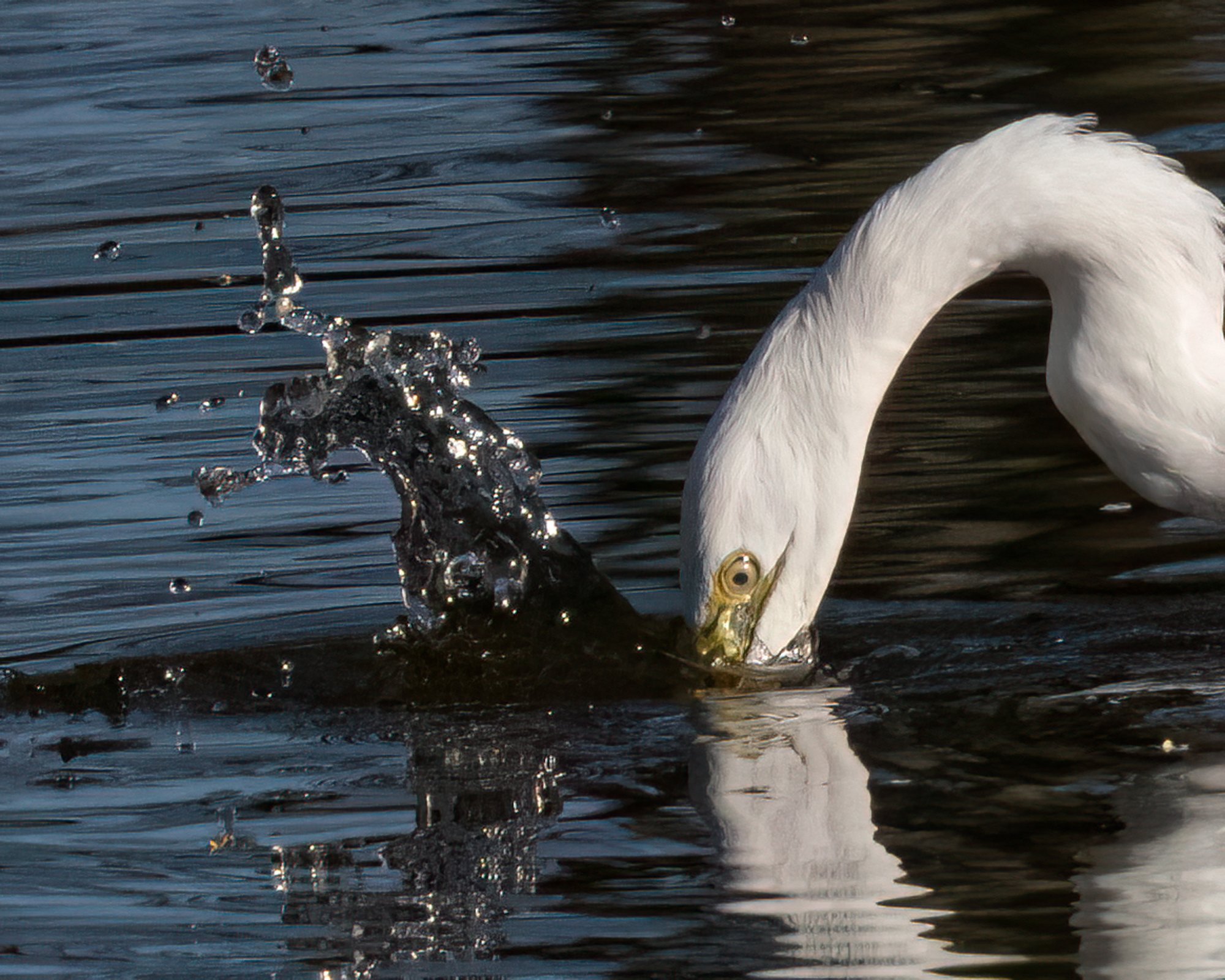 Egret Strike.jpg