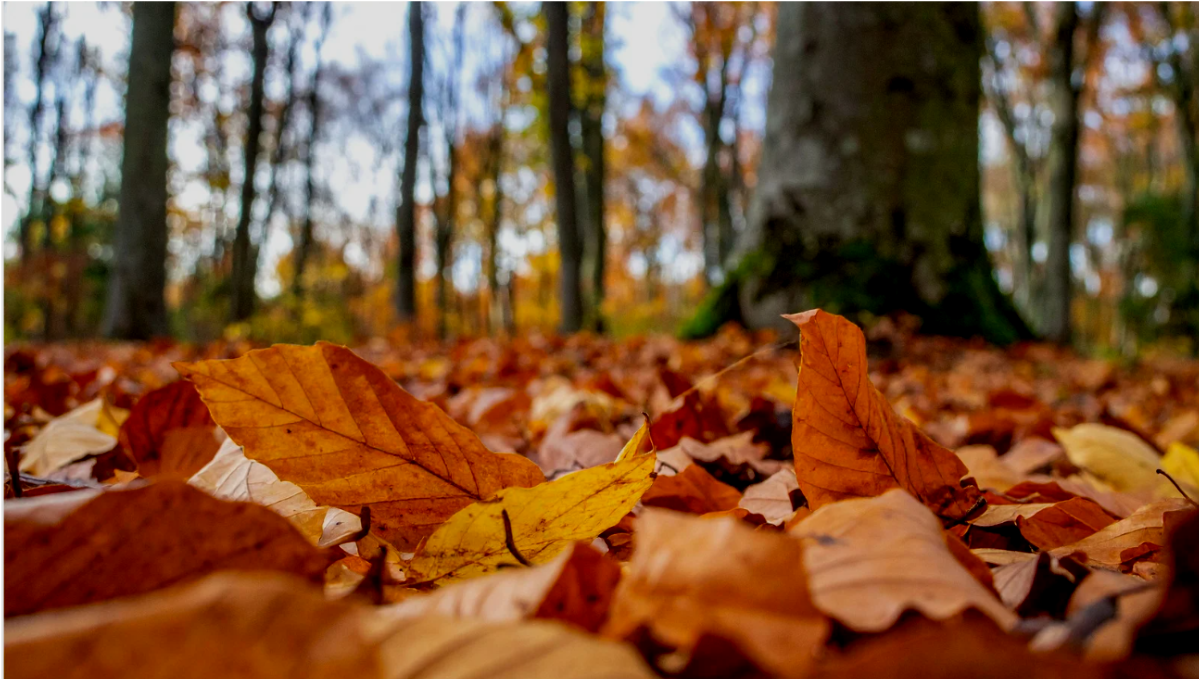 The Transformative Power of a Leaf
