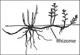 Rhizome.jpg
