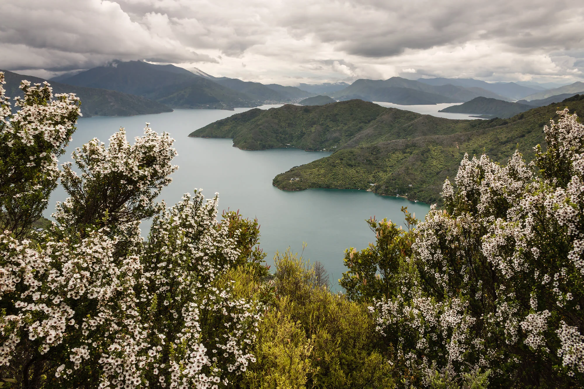 manuka-trees-above-Queen-Charlotte-Sound-525771345_5472x3648.jpg