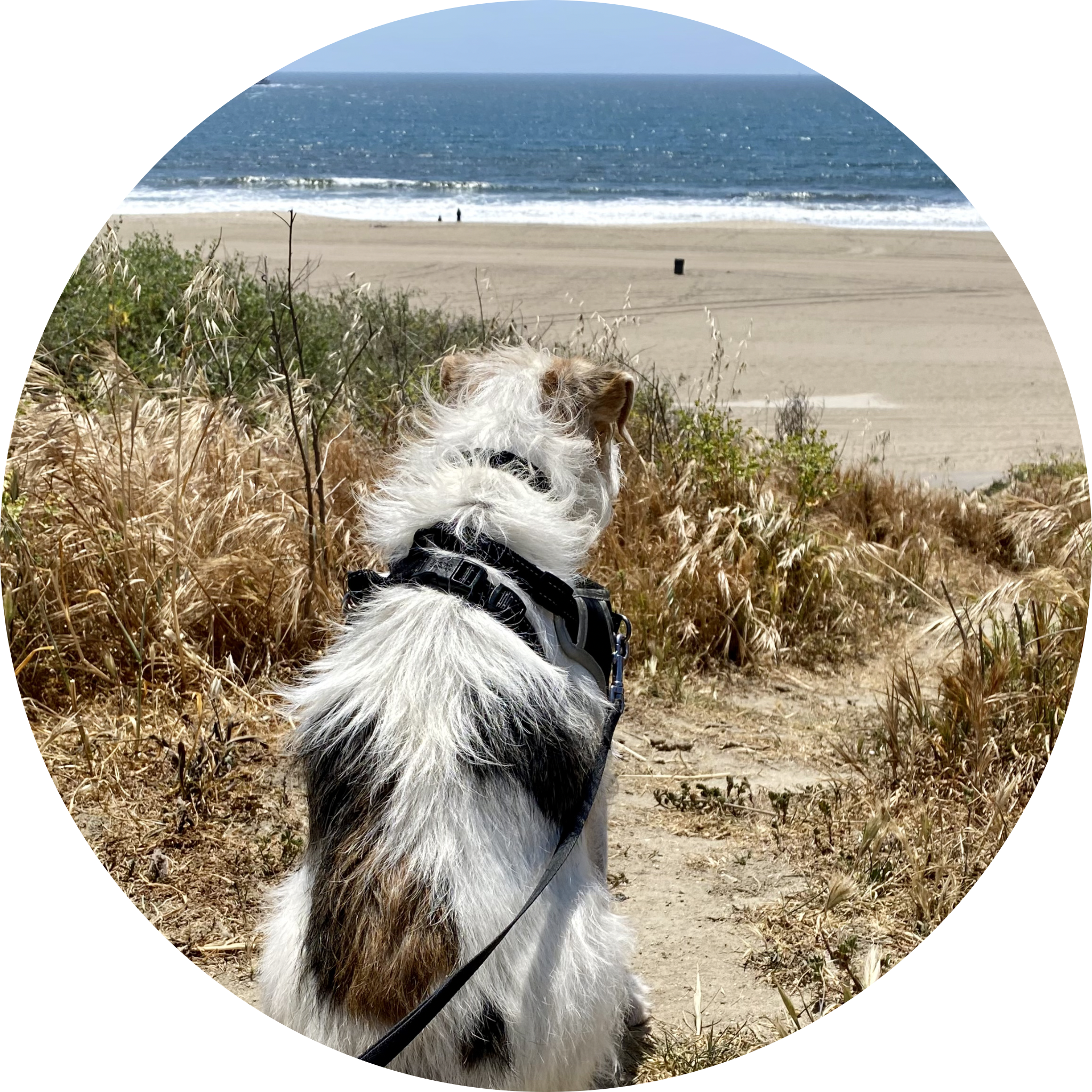 Untitled design (1).png