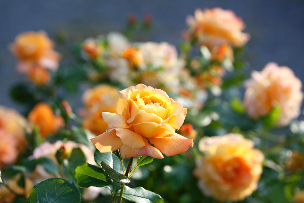 Rose Chateaubriand « Prix de Rome 2007 »