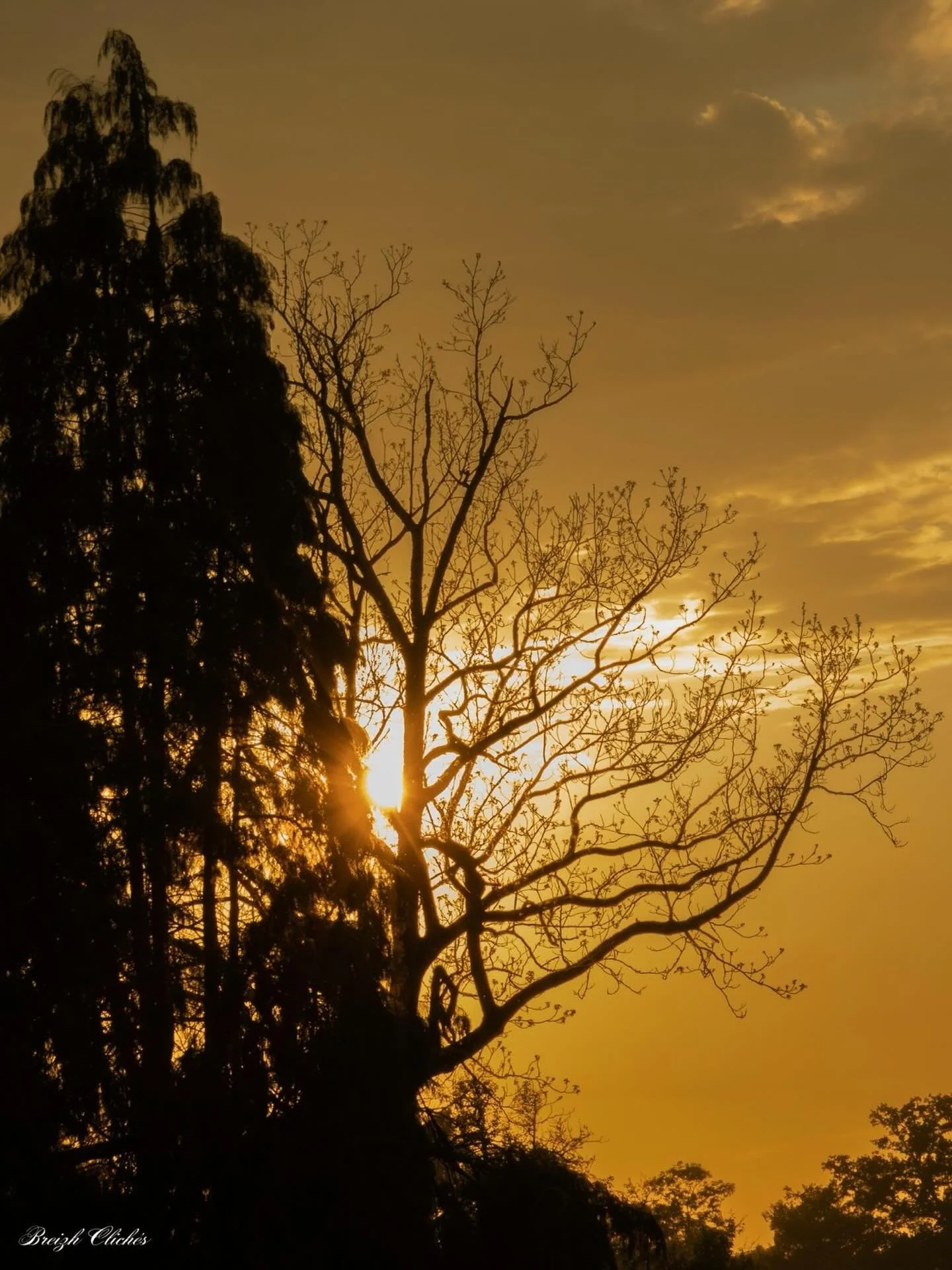 Quand le soleil dispara&icirc;t derri&egrave;re les arbres de Combourg&hellip; le temps semble suspendu. 🌅

Dans le parc du Ch&acirc;teau de Combourg, les silhouettes se dessinent comme des souvenirs, baign&eacute;es dans une lumi&egrave;re dor&eacu