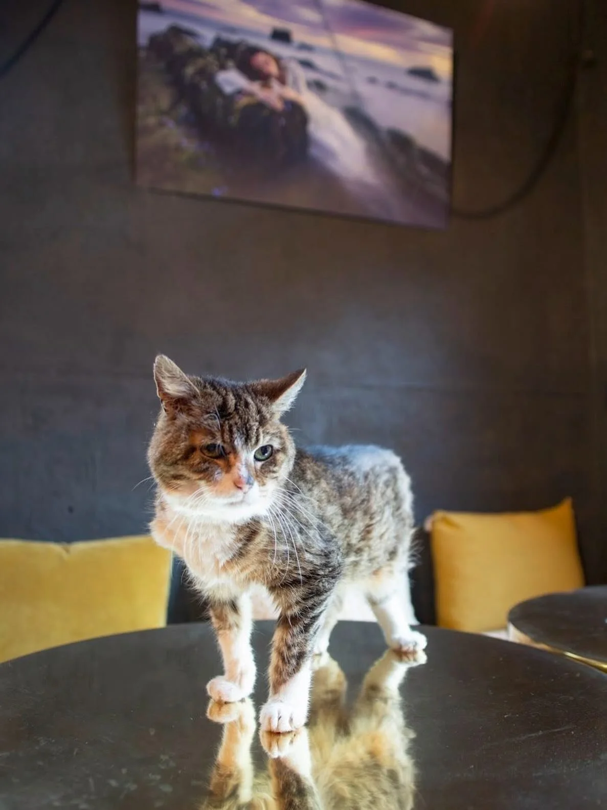 Aujourd&rsquo;hui, 11 juin, cela fait un an que Legolas a disparu 🐈 Cette photo est la derni&egrave;re jamais prise d&rsquo;elle, lors d&rsquo;un shooting pour @fou_magazine .

Legolas avait 17 ans. Avant de faire partie de nos vies, elle avait d&ea
