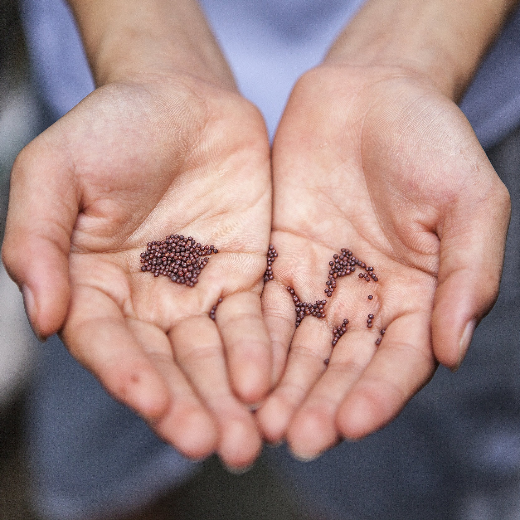 Learn more about seed and find helpful resources