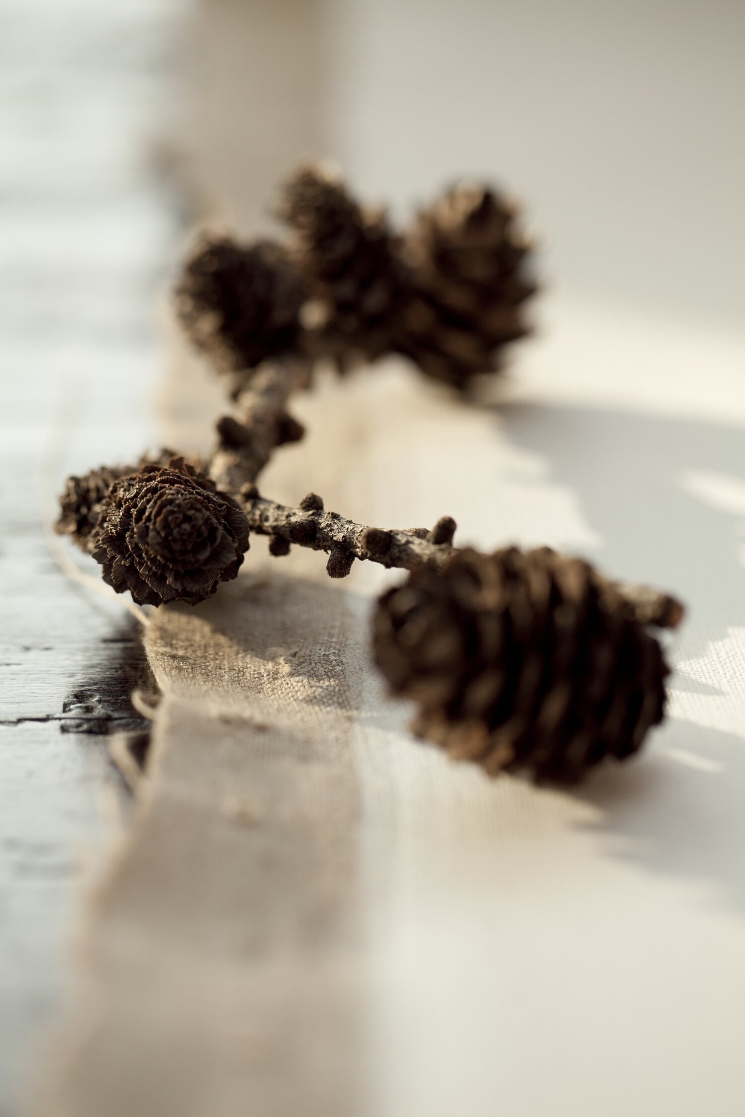 _MG_6174 pine cone.jpg