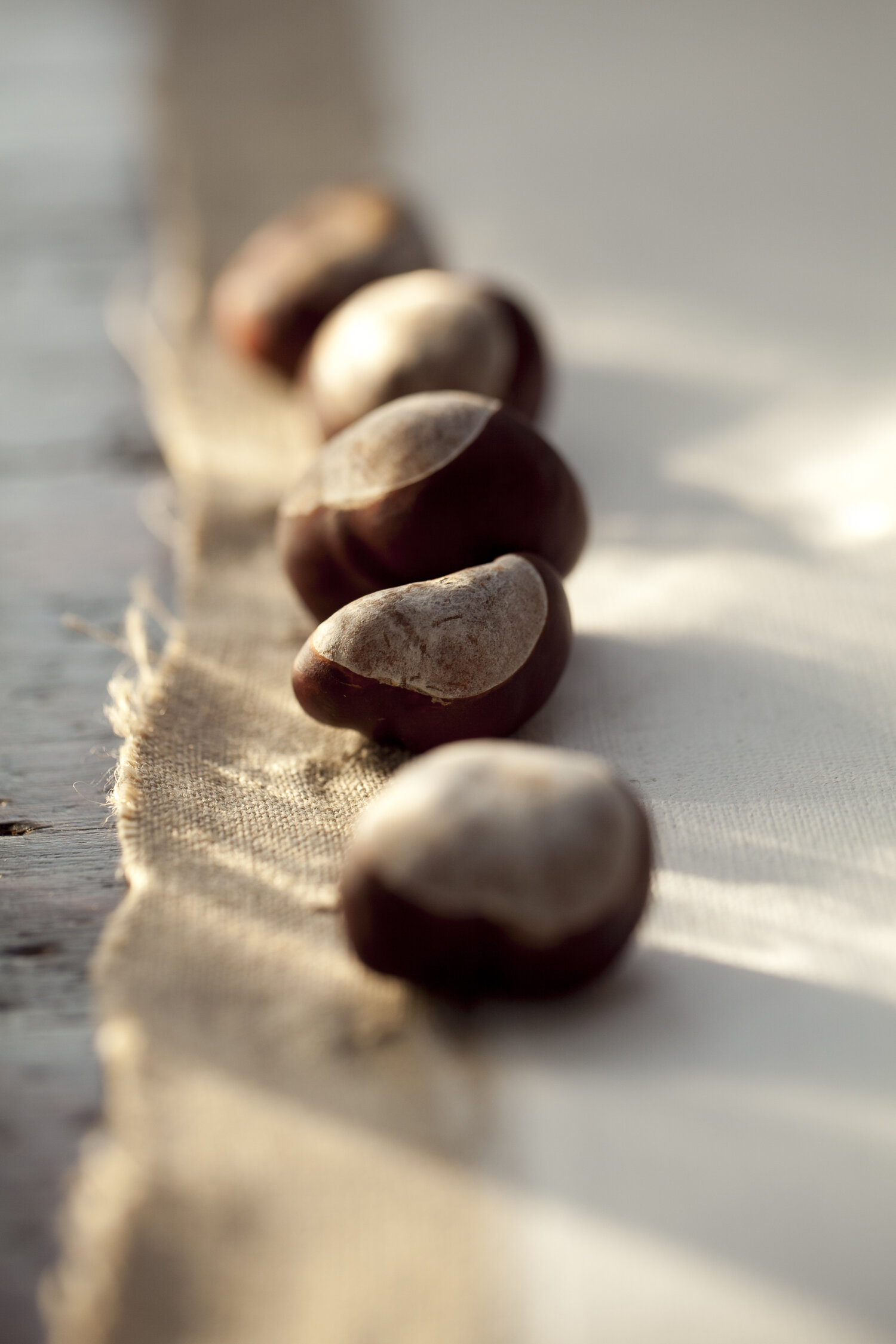 _MG_6246 acorns 2.jpg