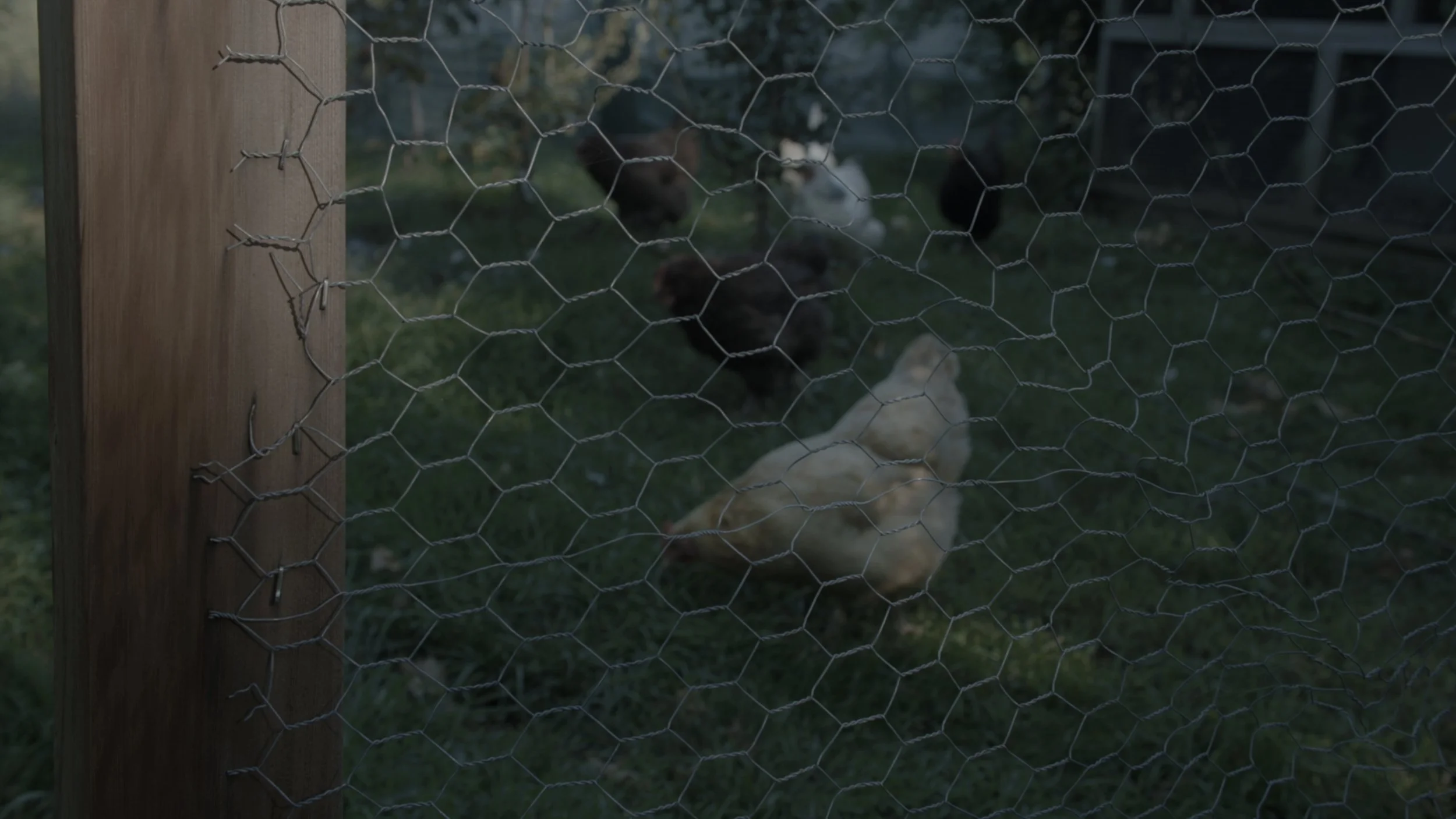 CHOOKS through fence 2 copy.jpg