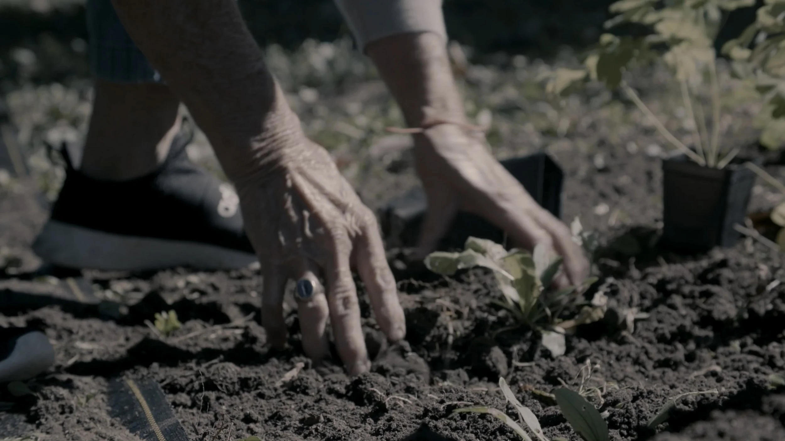 HANDS IN THE DIRT copy 2.jpg