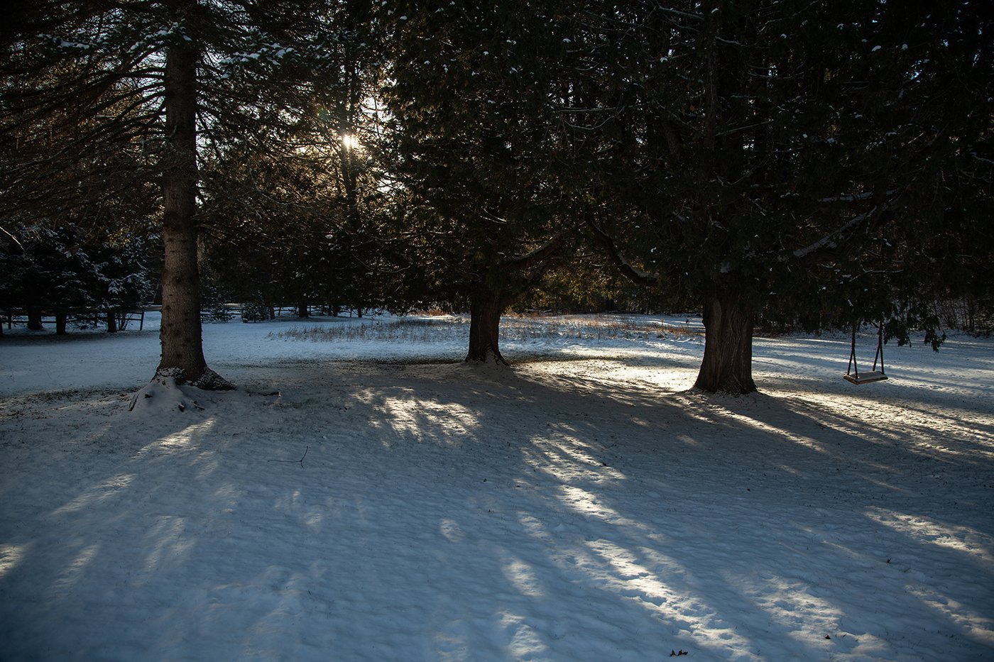 TREES SWING SNOW New copy 2.jpg