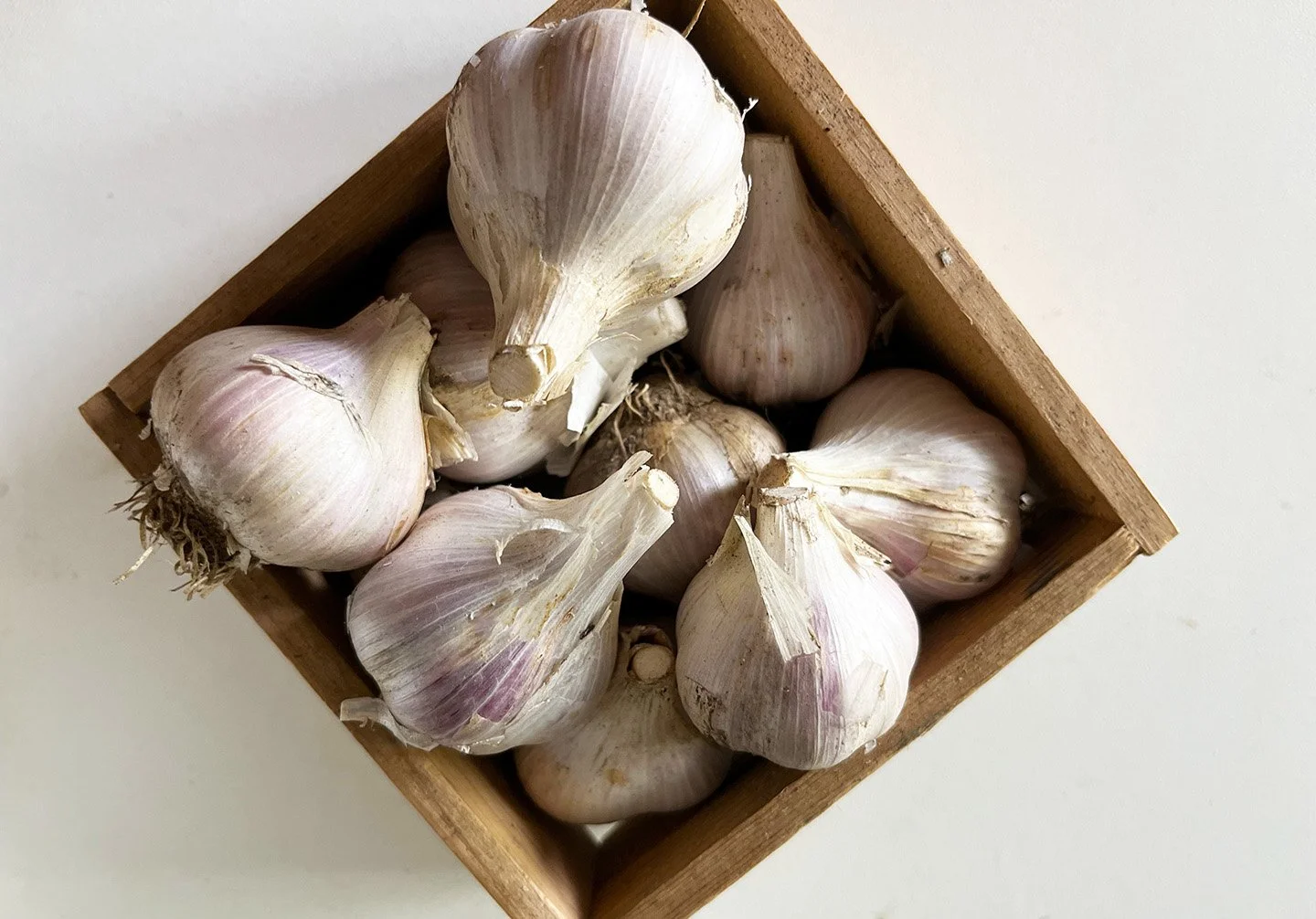 Garlic_MW.jpg