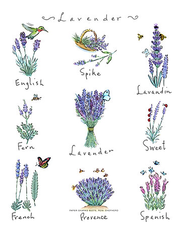 Flour Sack Towel - Lavender