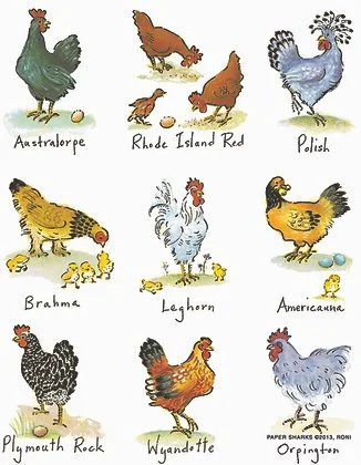 Mother Hens - RS144.jpg