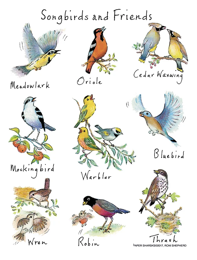 Towel-Songbirds & Friends.png