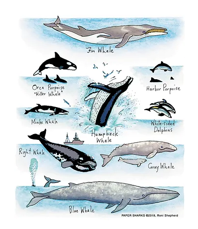 Whales-RS171.png