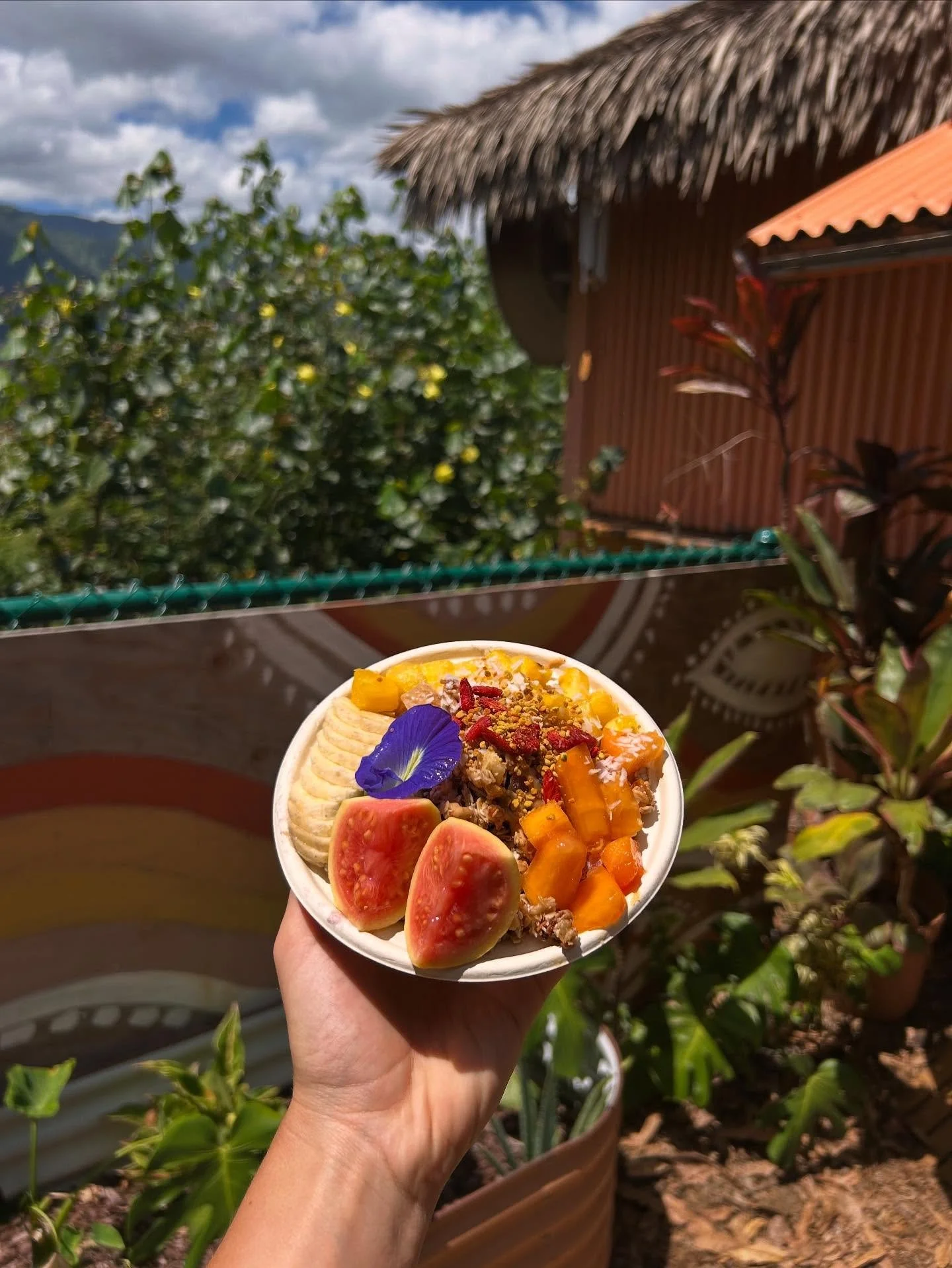 Straight from the farm 🤙🏾fresh papaya, banana, guava and edible blue flowers grown in the garden 🌈lucky we live kaua&rsquo;i 🩵best treat on a hot summer day!
