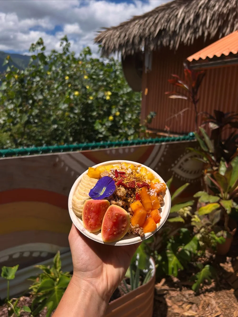 Straight from the farm 🤙🏾fresh papaya, banana, guava and edible blue flowers grown in the garden 🌈lucky we live kaua&rsquo;i 🩵best treat on a hot summer day!