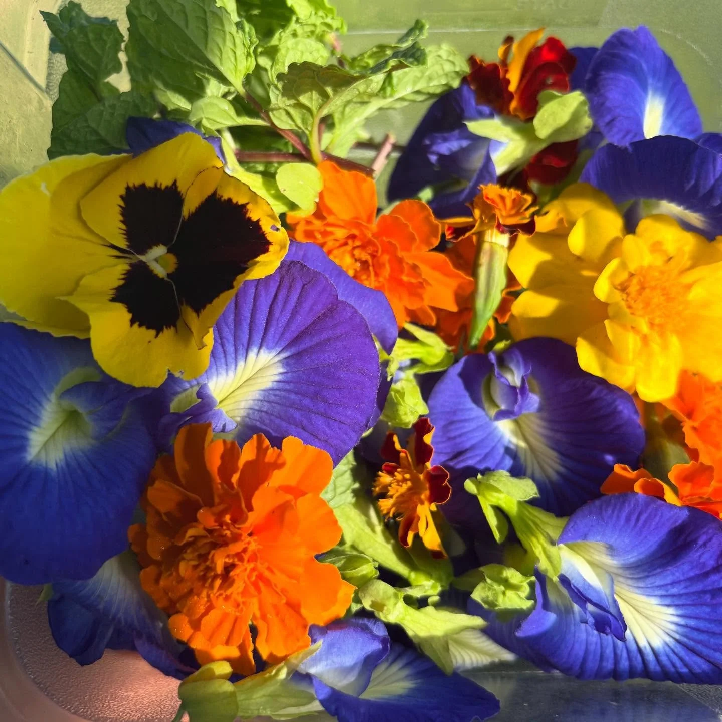 Edible flowers from the nourish garden 🌸🌺