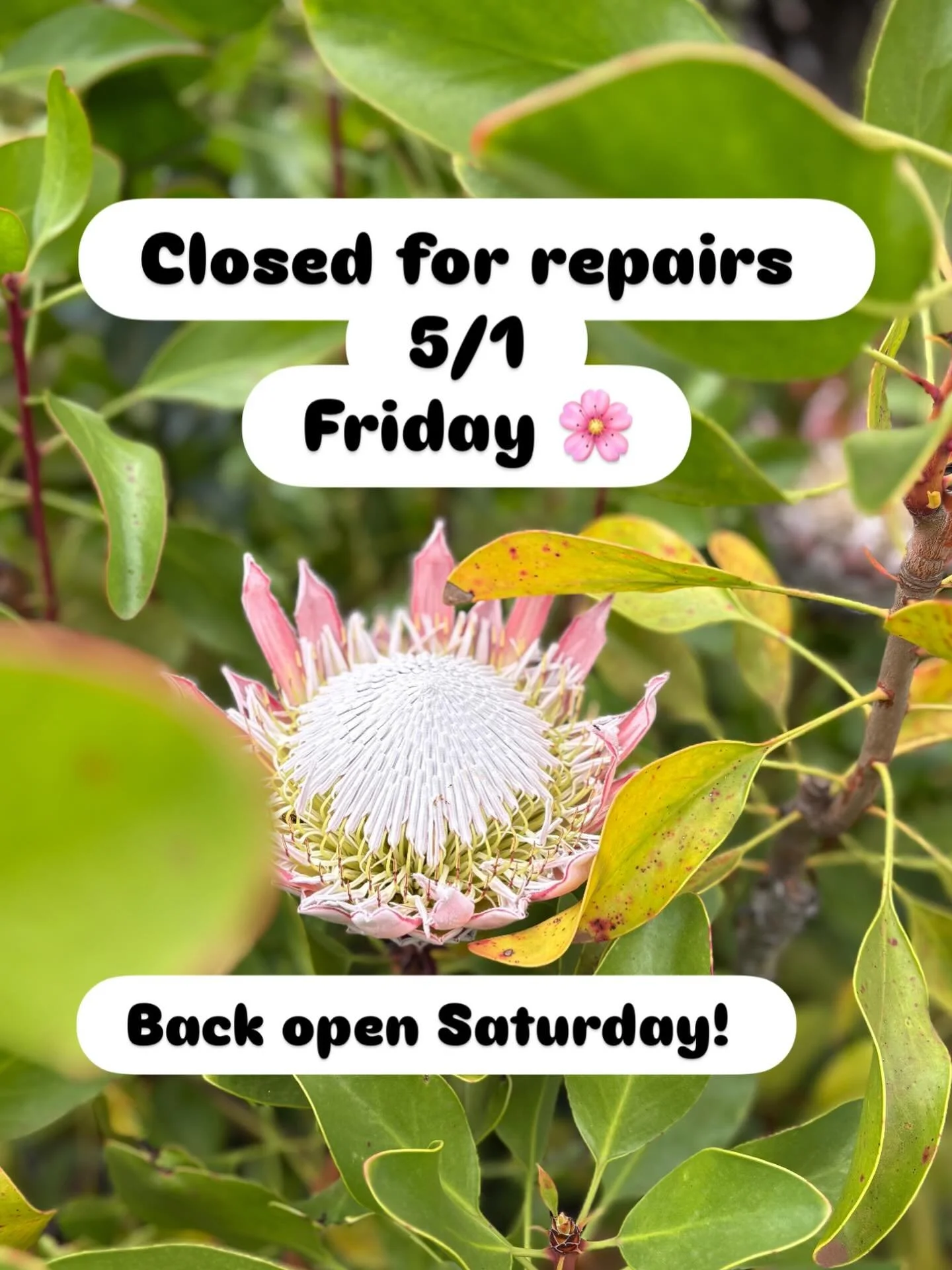 Sorry for the inconvenience we will be closed today doing some repairs and maintenance 🌸see you tomorrow at 8am 🫶🏽