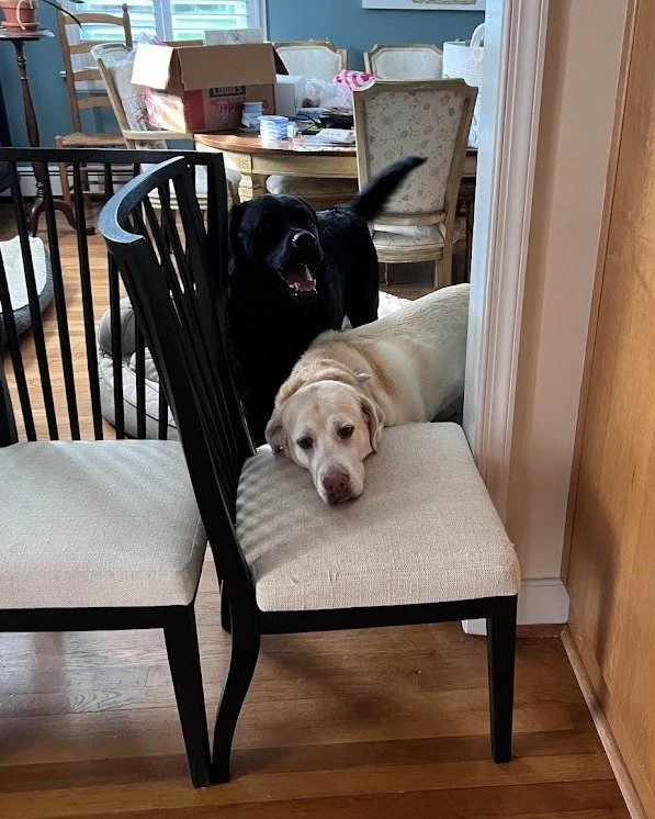 8 paws 🐾 are better than none! 

Should we start a series, The House Finch Pets? We love getting to hang alongside your family's furbabies all day!