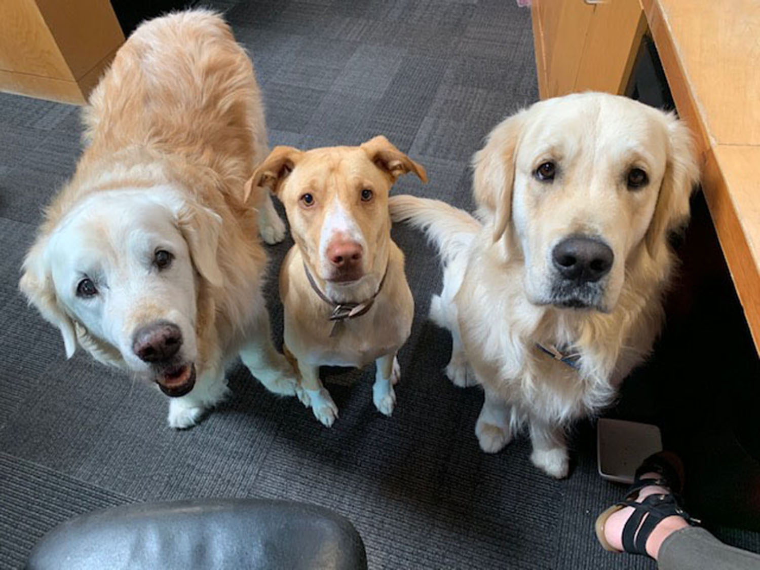 OFFICE DOGS