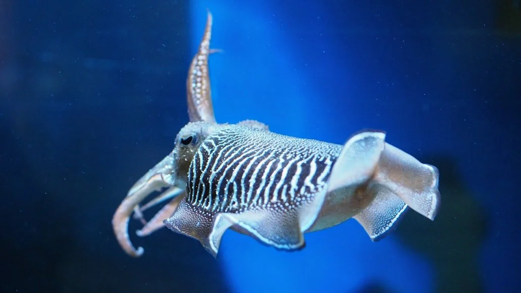A cuttlefish could 