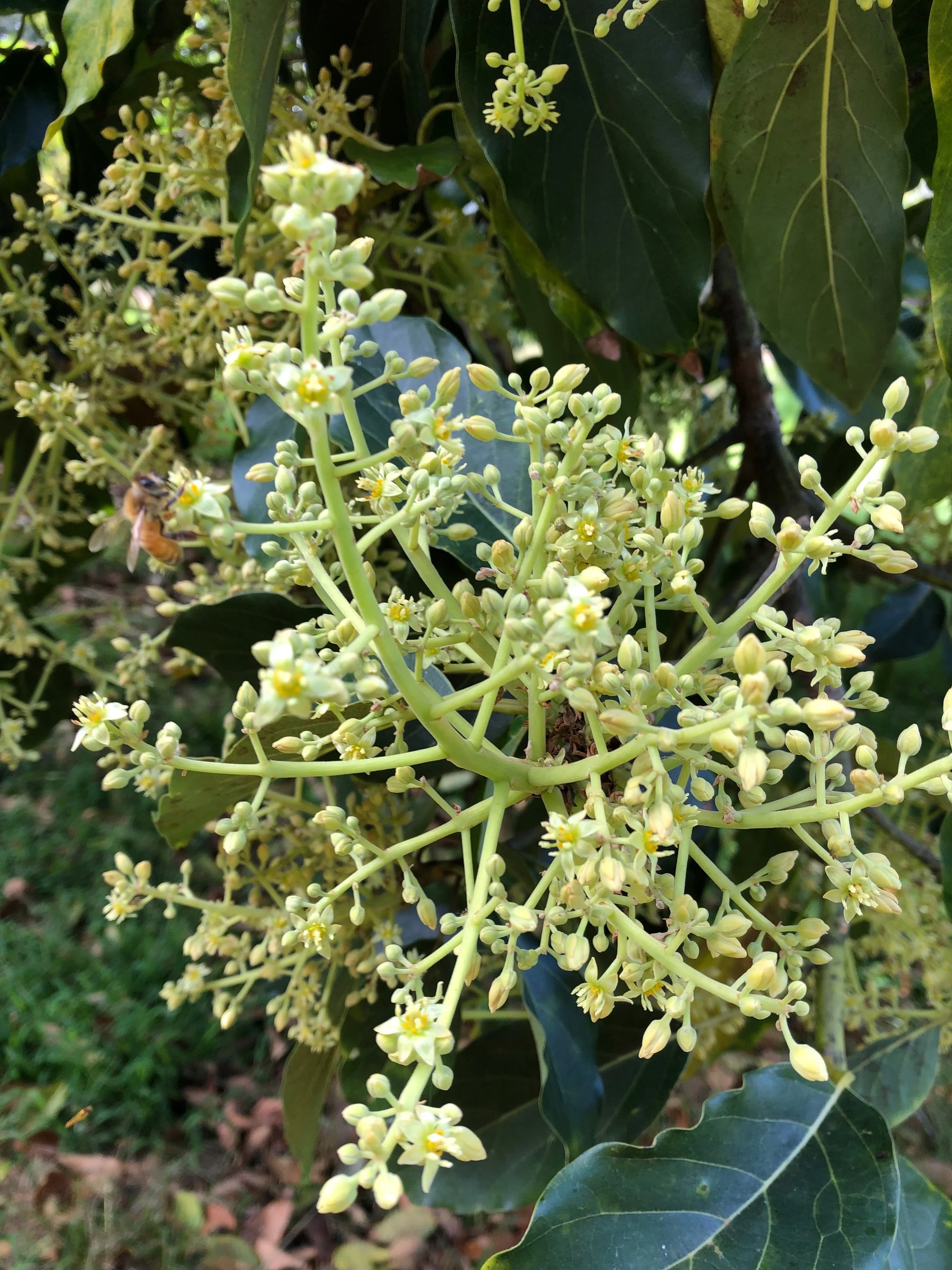 INKA IMMERSIONS:  True Nature in Hawai`i