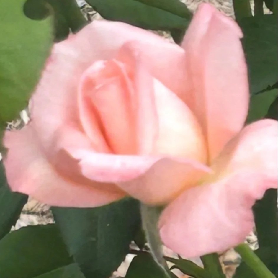 A Prayer For The New Year