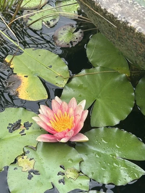 The Promise Of The Seed