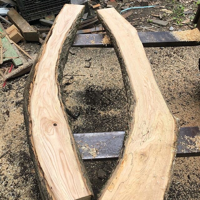 Found some curvy bits. These are ash. 
They will get peeled and cleaned up for collar ties. 
Still searching for a few others

#timberframer #timberframersguild #greenwoodworking #nonlinear #foundobjects #mortiseandtenon #scribefit #fallingacorntimbe