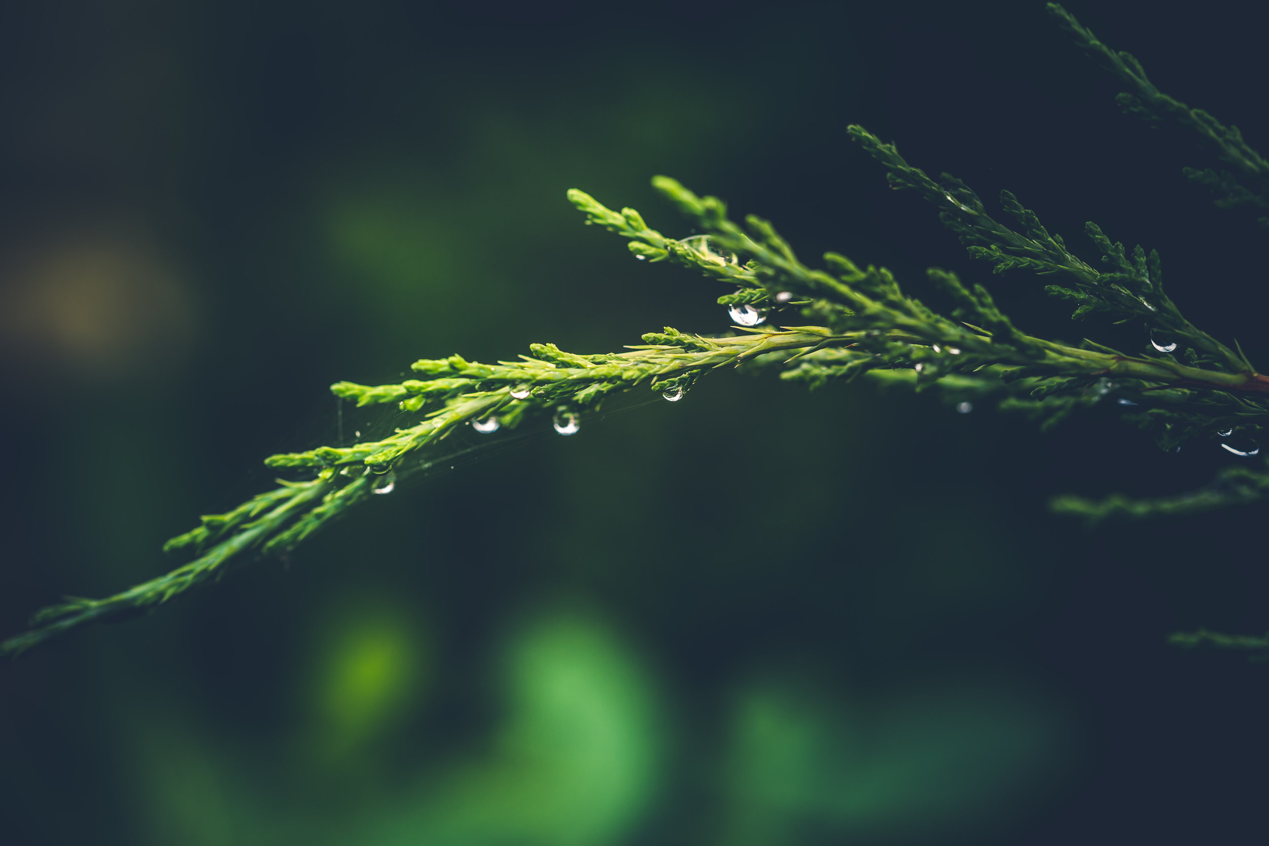 Canva - Green Fir Branch With Water Dew.jpg
