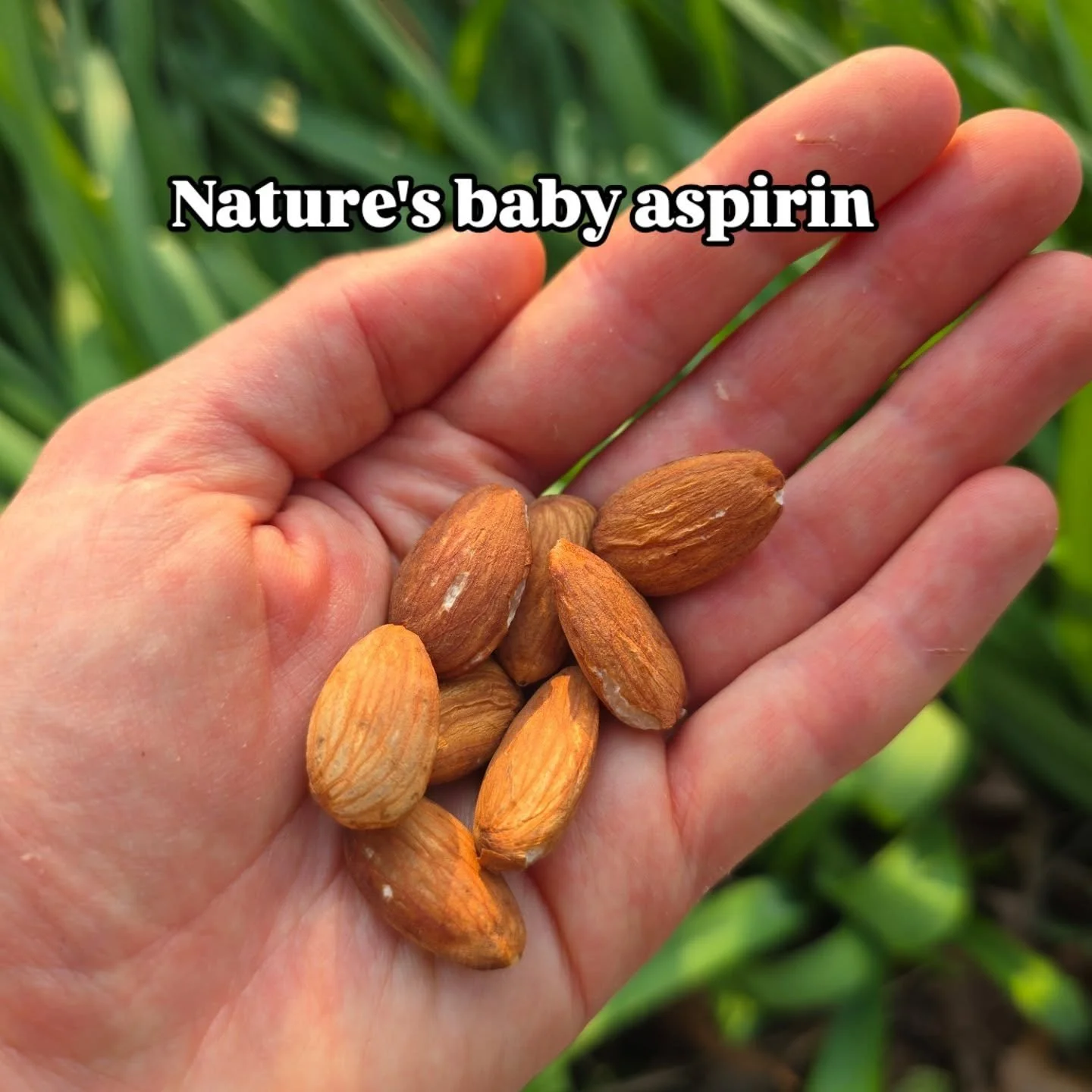 Did you know eating 7 almonds a day can reduce and prevent headaches and prevent blood pressure issues during pregnancy? 

#preeclampsia #preeclampsiaawareness #pregnancytips #pregnantmom #pregnancynutrition