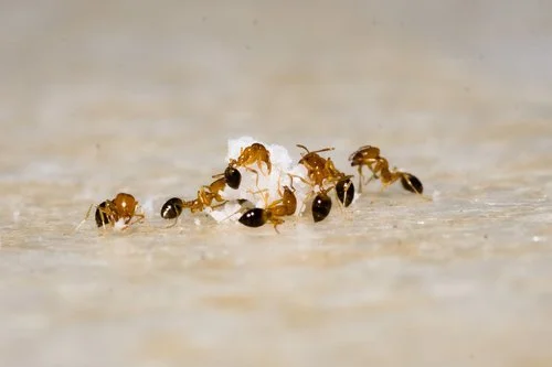Collective Behavior in Living Systems (Biology)