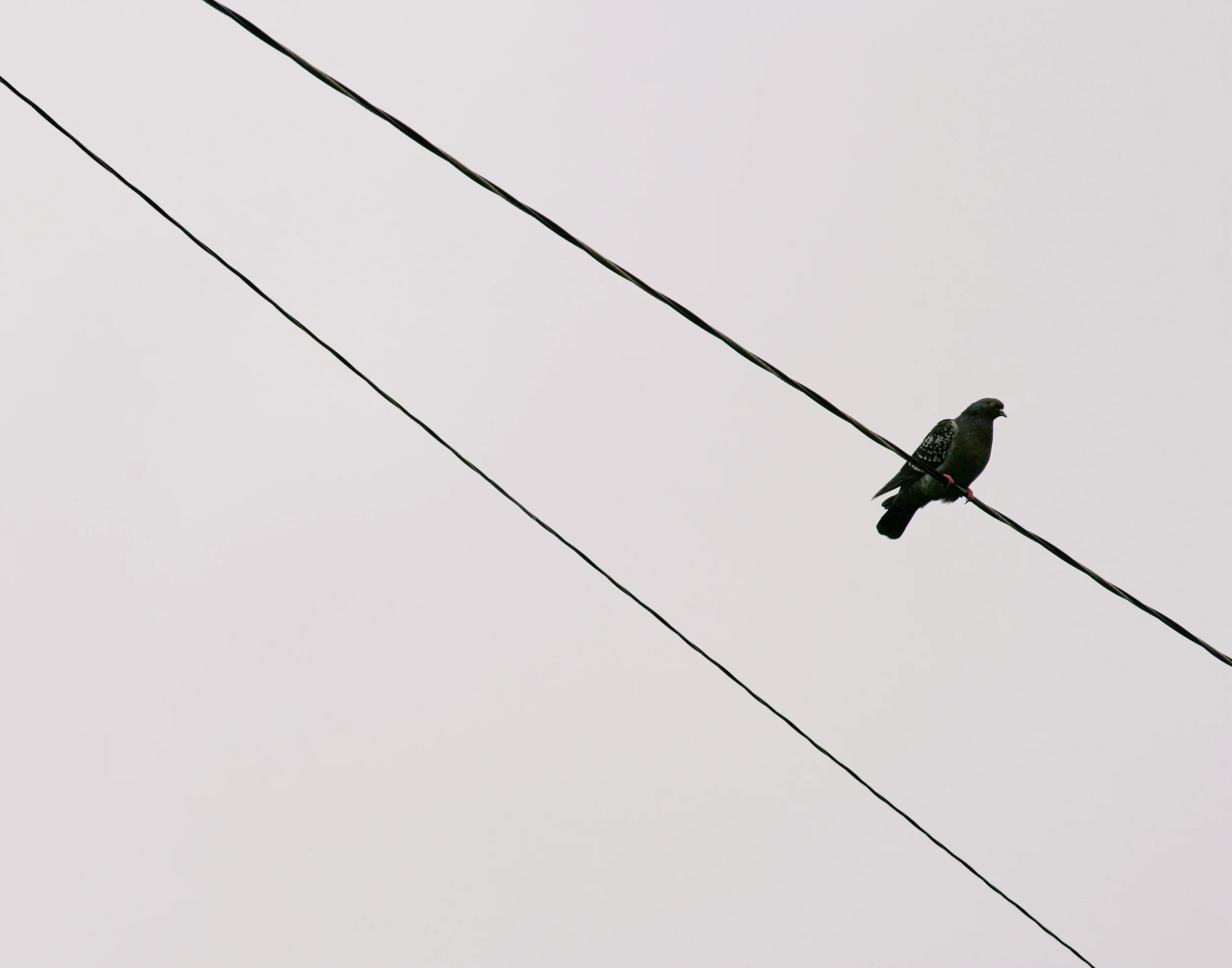 Web_10D_Bird on a Wire_2500px_sRGB_Q90.jpg