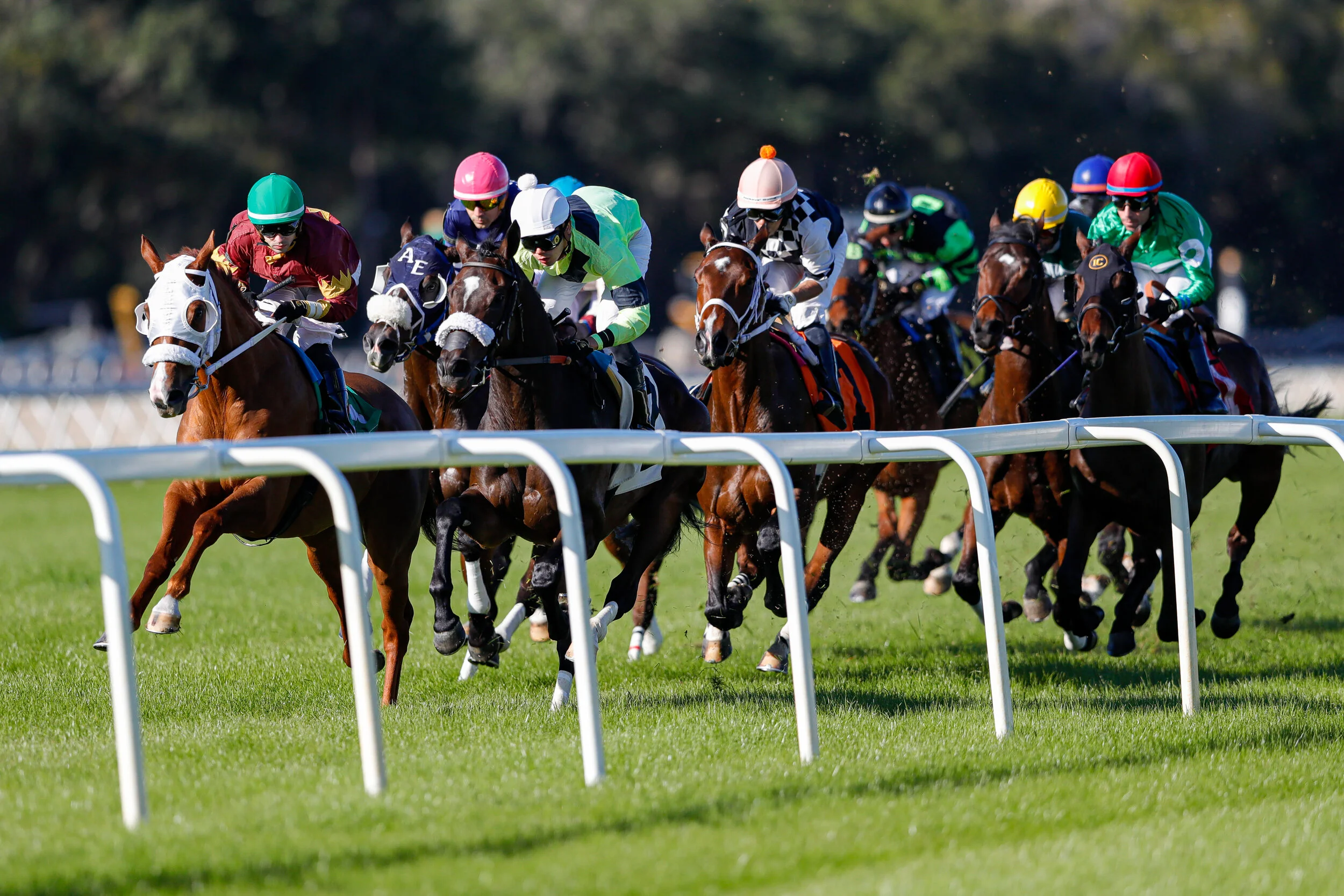tampa bay downs_1_8_2020_-9.jpg