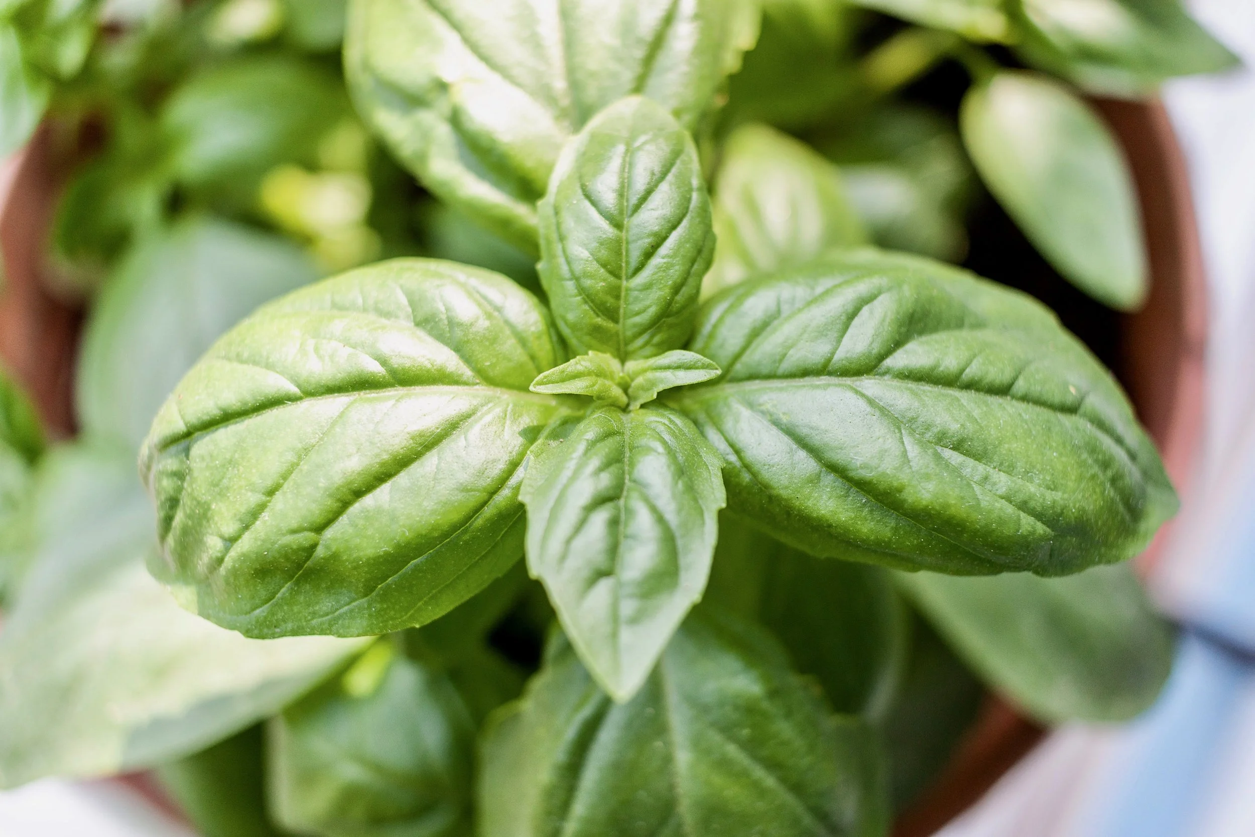 The Best Basil Pesto