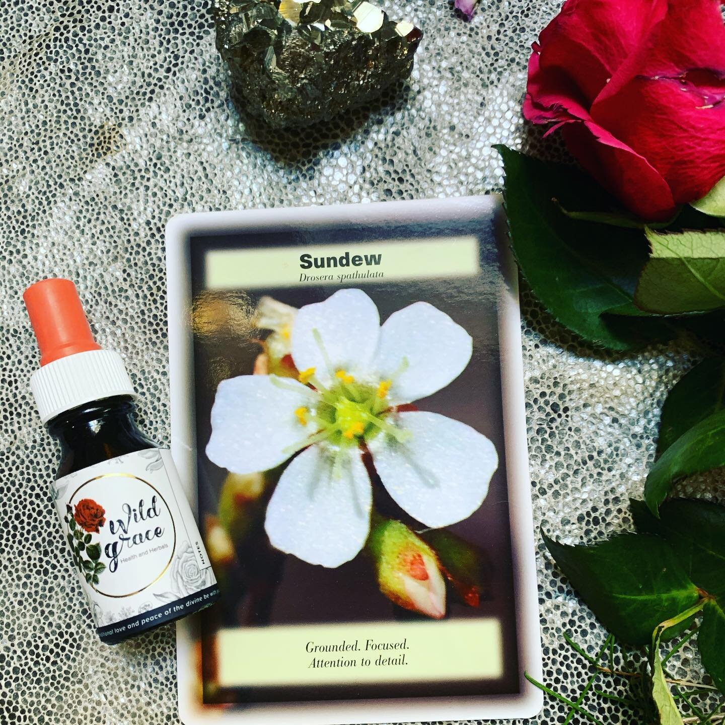 Sundew is the essence for those that feel unfocused or ungrounded. Perfect for people who can be daydreamy, indecisive, vague, or who don&rsquo;t pay attention to detail. This essence helps you to focus, live in the  present and reduce procrastinatio