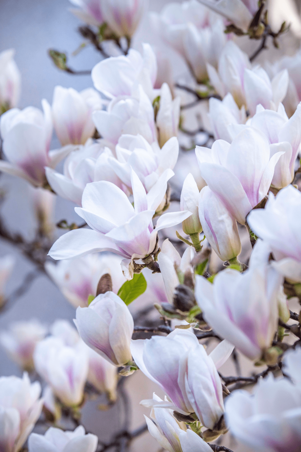 Magnolia may help with depression, anxiety, heart disease and even